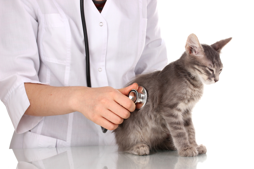 diabete-cane-gatto-4zampe-rubrica-animali-malattiaaa