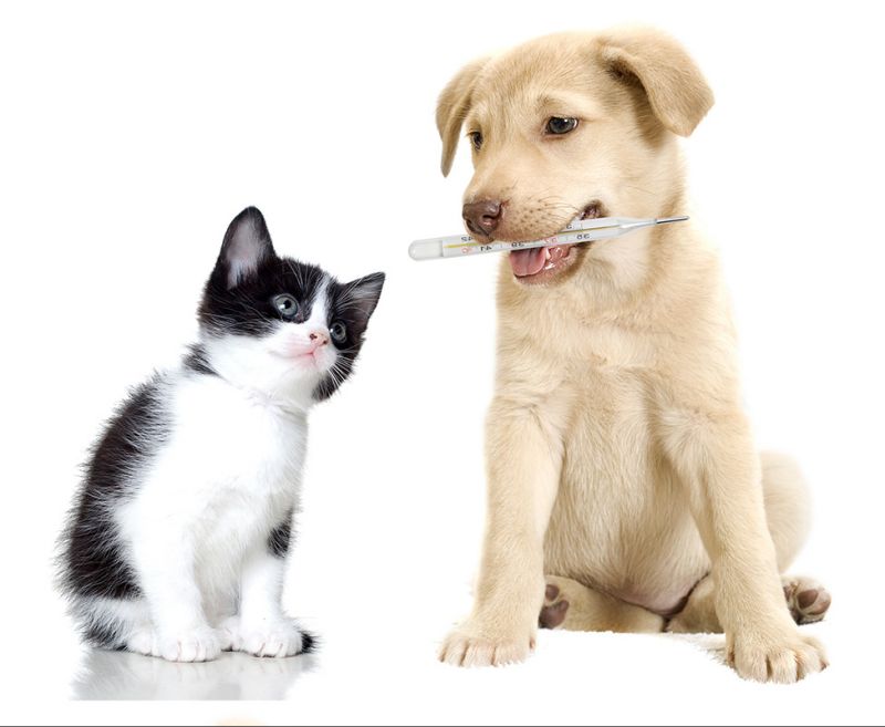 diabete-cane-gatto-4zampe-rubrica-animali-malattia