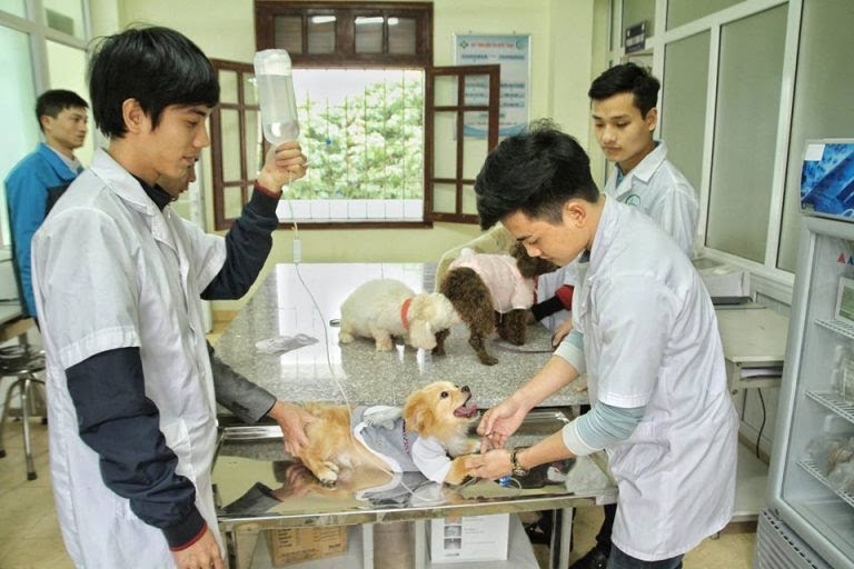 Cơ hội tốt như thế nào sau khi ra trường ngành thú y