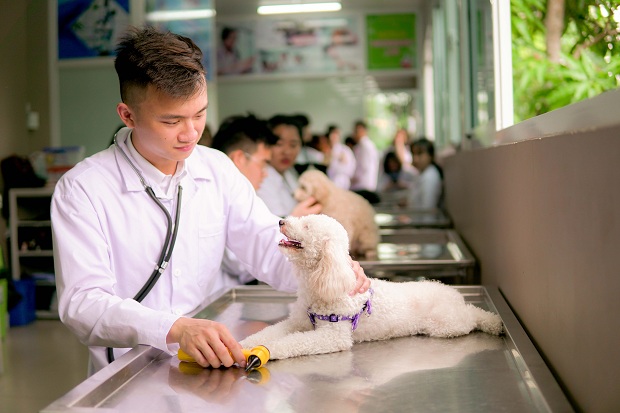 Tiêu chuẩn để tốt nghiệp cao đẳng thú y