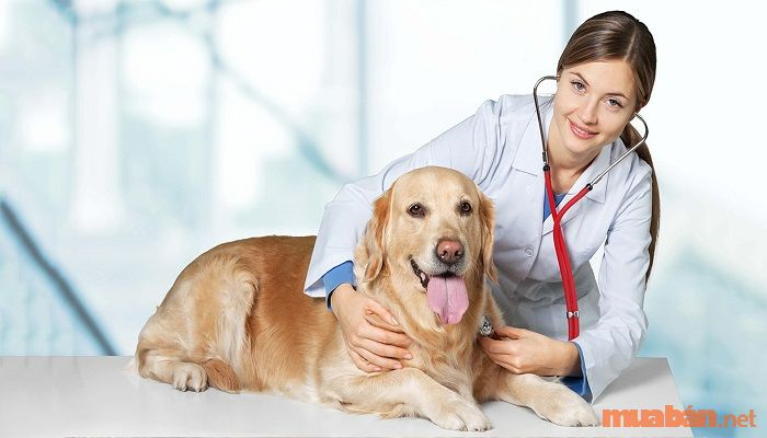 Top 5 Trường Đào Tạo Trung Cấp Thú Y tại TPHCM Hướng Nghiệp Hấp Dẫn Cơ Hội Việc Làm