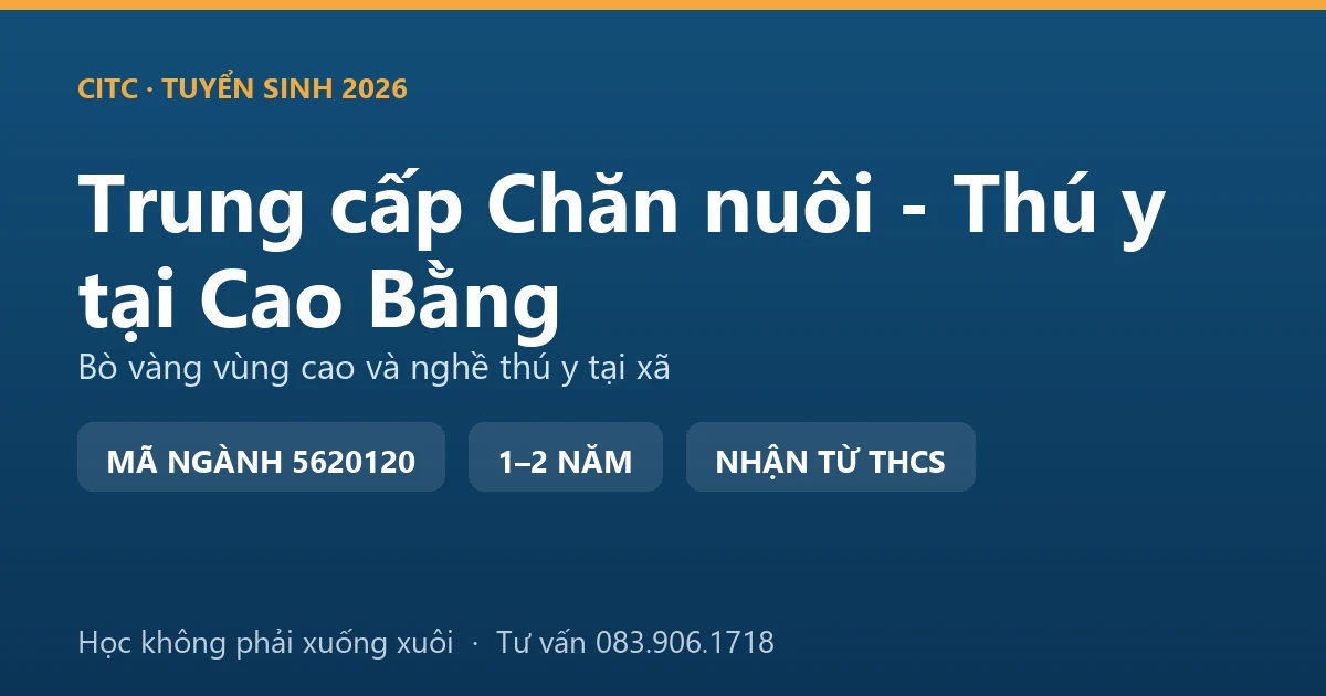 Học viên trung cấp Chăn nuôi - Thú y tại Cao Bằng thực hành kiểm tra đàn bò vàng vùng cao nuôi nhốt vỗ béo