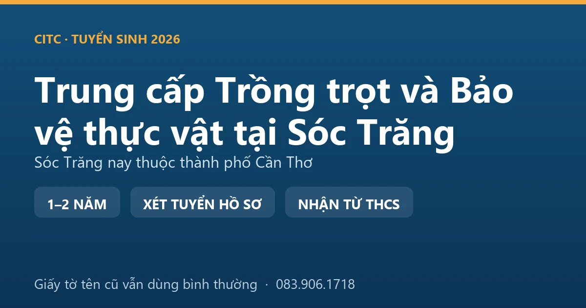 Người canh tác tại địa bàn Sóc Trăng cũ kiểm tra độ thuần ruộng lúa thơm trước thu hoạch